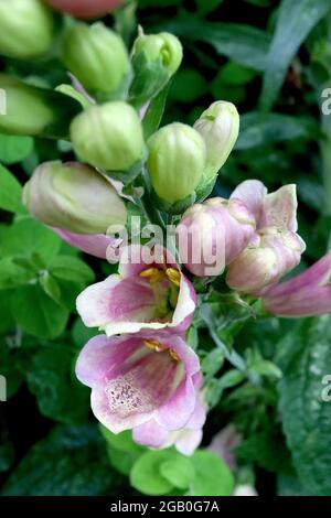 Digitalis purpurea ‘Candy Mountain’ Foxglove Candy Mountain – fiori rosa profondo rivolti verso l'alto con gola bianca e macchie viola, giugno, Inghilterra, Regno Unito Foto Stock