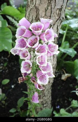 Digitalis purpurea ‘Candy Mountain’ Foxglove Candy Mountain – fiori rosa profondo rivolti verso l'alto con gola bianca e macchie viola, giugno, Inghilterra, Regno Unito Foto Stock