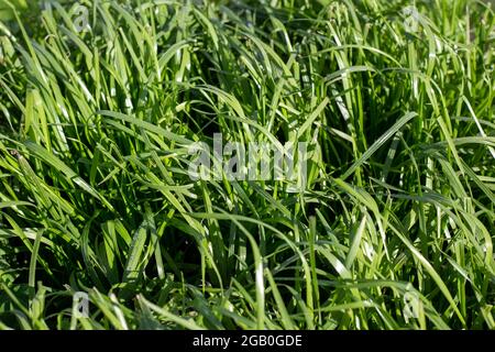 Tetraploide di segale italiano utilizzato in un piano di pascolo agricolo, Canterbury, Nuova Zelanda Foto Stock