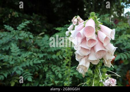 Digitalis purpurea ‘Suttons Apricot’ Foxglove Suttons Apricot – lunghi fiori tubolari di albicocca rosa con gola bianca e cicale di pesca, giugno, Inghilterra Foto Stock