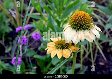 Echinacea purea ‘MLellow Yellows’ Coneflower Yellow Yellows – petali corti gialli e crema e centro a forma di cono, giugno, Inghilterra, Regno Unito Foto Stock
