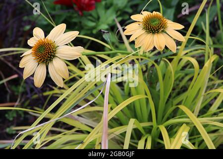 Echinacea purea ‘MLellow Yellows’ Coneflower Yellow Yellows – petali corti gialli e crema e centro a forma di cono, giugno, Inghilterra, Regno Unito Foto Stock
