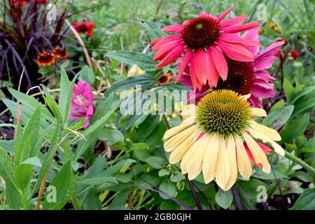Echinacea purea / Coneflower ‘MLellow Yellows’ e ‘Lakota Fire’ e purpurea Crema, petali gialli, rosa intenso e centro a forma di cono, giugno, Inghilterra Foto Stock