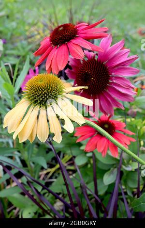 Echinacea purea / Coneflower ‘MLellow Yellows’ e ‘Lakota Fire’ e purpurea Crema, petali gialli, rosa intenso e centro a forma di cono, giugno, Inghilterra Foto Stock