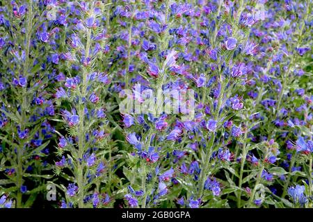Echium vulgare Viper’s bugloss – alti steli di fiori blu violacei e stami rosa allungati, giugno, Inghilterra, Regno Unito Foto Stock
