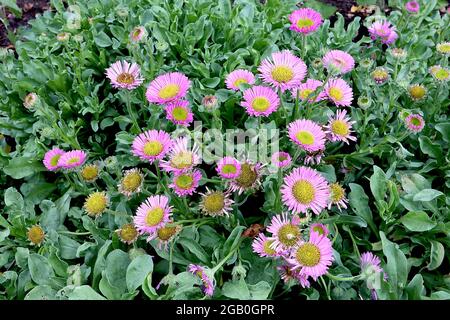 Erigeron glaucus ‘Sea Breeze’ fleabane Sea Breeze – margherite rosa medio con grande centro giallo, giugno, Inghilterra, Regno Unito Foto Stock