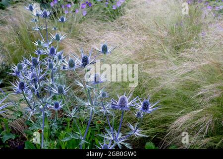 Eryngium x zabelii Big Blue Sea Holly Big Blue – teste di fiori a forma di cono sulla cima di bracts blu argento, giugno, Inghilterra, Regno Unito Foto Stock