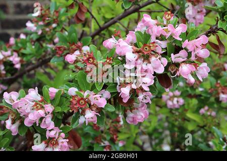 Escallonia exoniensis ‘fiori di mele’ densi punte di fiori bianchi a forma di calice con bordi rosa, giugno, Inghilterra, Regno Unito Foto Stock