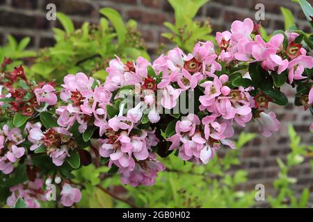 Escallonia exoniensis ‘fiori di mele’ densi punte di fiori bianchi a forma di calice con bordi rosa, giugno, Inghilterra, Regno Unito Foto Stock