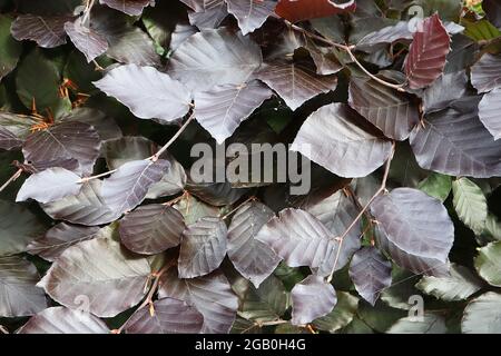 Fagus sylvatica ‘Black Swan’ faggio porpora piangente – ovate foglie nere viola a coste lucide, giugno, Inghilterra, Regno Unito Foto Stock