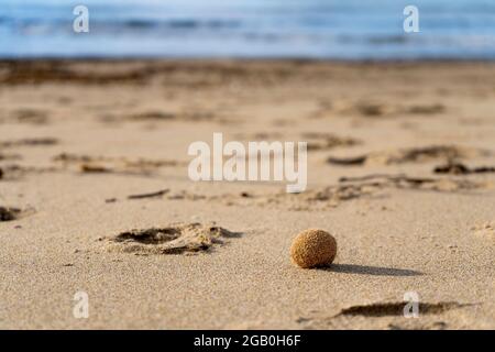 Palla di mare (Aegagropla o Pillae marinae) sulla spiaggia sabbiosa del Parco Naturale di Rimigliano, nel comune di San Vincenzo, Toscana, Italia Foto Stock