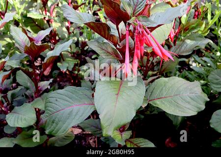 Fucsia trifylla ‘Thalia’ lunghi fiori rossi tubolari con petali svasati, giugno, Inghilterra, Regno Unito Foto Stock
