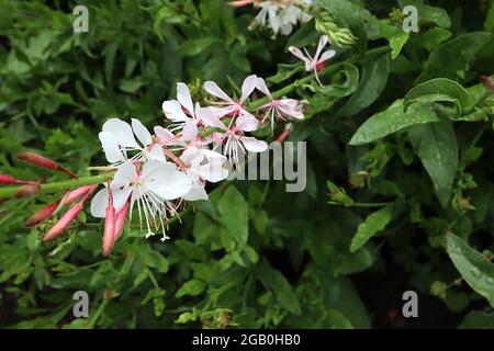 Gaura lindheimeri ‘Sparkle White’ Oenotera lindheimeri Sparkle White - lunghi steli di fiori bianchi piatti, giugno, Inghilterra, Regno Unito Foto Stock