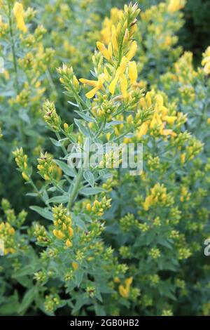 Genista tinctoria Dyers greenwood – racemi stretti di fiori gialli sottili a forma di pisello, giugno, Inghilterra, Regno Unito Foto Stock