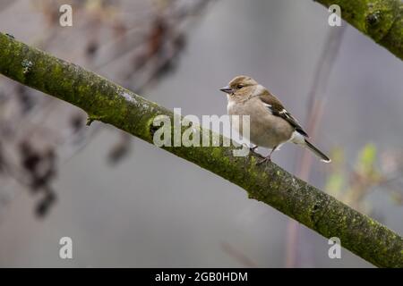 La femmina Common Chaffinch (Fringilla coelebs) si siede su un ramo di albero e si guarda intorno. Colori sbiaditi invernali. Foto Stock