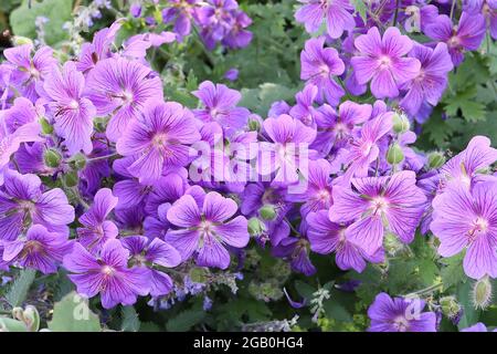 Geranio x magnificum purple cranesbill – massa di fiori violetti con vene viola, giugno, Inghilterra, Regno Unito Foto Stock