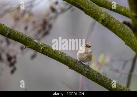 La femmina Common Chaffinch (Fringilla coelebs) si siede su un ramo di albero e si guarda intorno. Colori sbiaditi invernali. Foto Stock