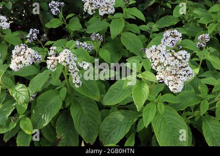 Heliotropium arborescens ‘Alba’ Heliotropo – grappoli a cupola di piccoli fiori bianchi profumati e foglie rugate, giugno, Inghilterra, Regno Unito Foto Stock