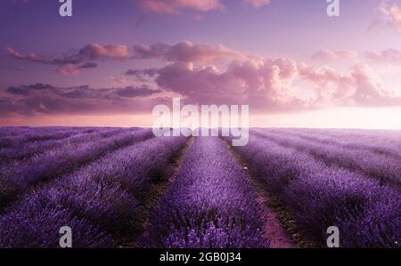Un vivido campo di lavanda viola fiorente in estate al tramonto. Fiore campo paesaggio nel Regno Unito. Foto Stock