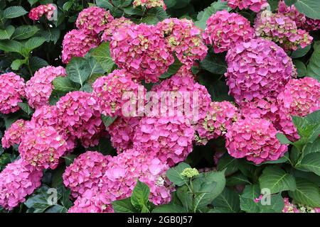 Hydrangea macrophylla ‘Forever Pink’ Hortensia Forever Pink - grandi teste di fiori rosa intenso, giugno, Inghilterra, Regno Unito Foto Stock