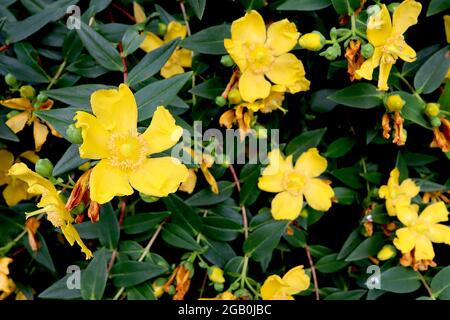 Hypericum ‘Hidcote’ St Johns Wort Hidcote – fiori con volant giallo dorato e foglie a forma di lancia verde scuro, giugno, Inghilterra, Regno Unito Foto Stock