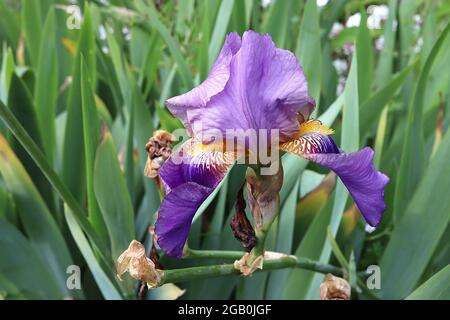 Iris germanica ‘Alcazar’ Standard violetti e cadute porpora profonda, gola venata, barba gialla, Tall Beanded Iris gruppo TB Giugno, Inghilterra, Regno Unito Foto Stock