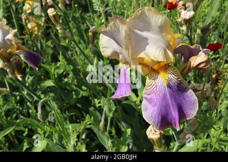 Iris ‘Autumn Elf’ (IB) Intermediate Bearded Iris Violet Falls, base venata, standard crema, barba gialla, giugno, Inghilterra, Regno Unito Foto Stock