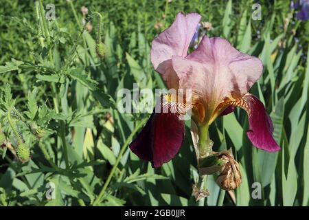 Iris ‘Burgundy Party’ o ‘Melchior’ (TB) iride con zampino, cascate di Borgogna, base venata, norme viola pallido, barba gialla, Giugno, Inghilterra, Regno Unito Foto Stock