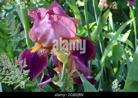 Iris ‘Burgundy Party’ o ‘Melchior’ (TB) iride con zampino, cascate di Borgogna, base venata, norme viola pallido, barba gialla, Giugno, Inghilterra, Regno Unito Foto Stock