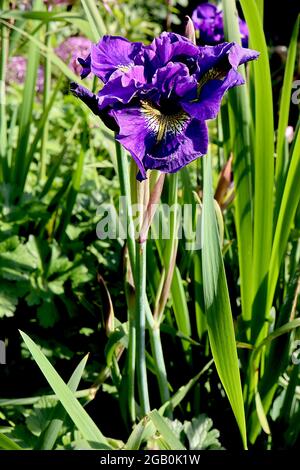 Iris sibirica ‘Kabluey’ (SIB) Iris siberiano Kabluey – cascate viola, base venata, norme violacee, giugno, Inghilterra, REGNO UNITO Foto Stock