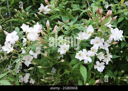 Jasminum officinale ‘grandiflorum’ gelsomino spagnolo - fiori bianchi a forma di stella e foglie mid green pinnate, giugno, Inghilterra, Regno Unito Foto Stock