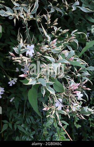 Jasminum officinalis ‘Variegatum’ Jasmine Argenteovariegatum – fiori bianchi a forma di stella e foglie variegate, giugno, Inghilterra, Regno Unito Foto Stock