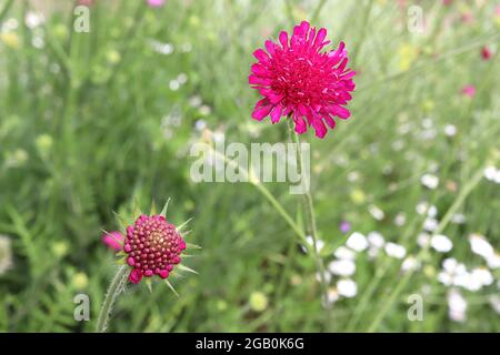 Knautia macedonica ‘Cavaliere Rosso’ Cavaliere Rosso macedone – fiori rossi cremisi con centro di fiorini a raggi a forma di cuscino, giugno, Inghilterra, Regno Unito Foto Stock