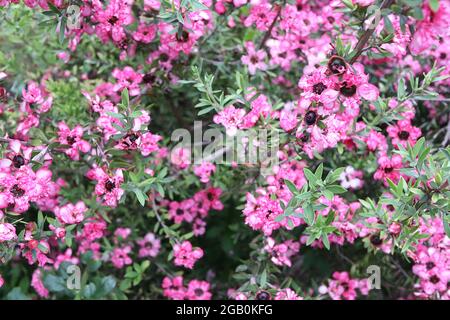 Leptospermum scoparium ‘Coral Candy’ Manuka Myrtle Coral Candy – piccoli fiori doppi rosa e bianchi e piccole foglie verdi grigie, giugno, Inghilterra, Regno Unito Foto Stock