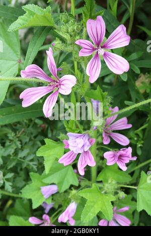 Malva sylvestris mallow comune – fiori rosa chiaro a forma di imbuto con vene rosa intenso, giugno, Inghilterra, Regno Unito Foto Stock