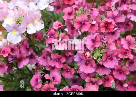 Nemesia / Aloha ‘Amelie’ lobo inferiore bianco, lobo superiore rosa malva, denti gialli Nemesia / Aloha ‘Framboise’ fiori di lampone, denti cremisi, giugno, Regno Unito Foto Stock