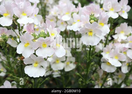 Nemesia ‘Wisley Vanilla’ Aloha Wisley Vanilla – lobo superiore rosa molto pallido, lobo inferiore bianco, denti gialli pallidi, giugno, Inghilterra, REGNO UNITO Foto Stock