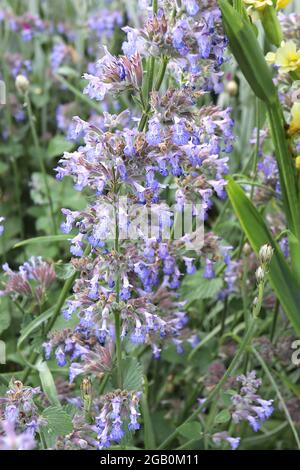 Nepeta fassennii ‘Six Hills Giant’ Catmint Six Hills Giant – punte di fiori blu lavanda a due labbri, giugno, Inghilterra, Regno Unito Foto Stock
