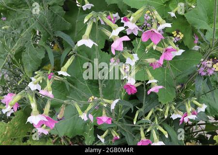 Nicotiana alata ‘Whisper Mixed’ Tobacco Plant Whisper Mixed - fiori tubolari bianchi, pallidi e rosa medi profumati, giugno, Inghilterra, Regno Unito Foto Stock