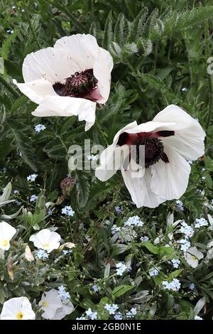 Papaver orientalis ‘Royal Wedding’ Oriental Poppy Royal Wedding - Poppy bianco grande con petali cremosi e segni neri, giugno, Inghilterra, Regno Unito Foto Stock