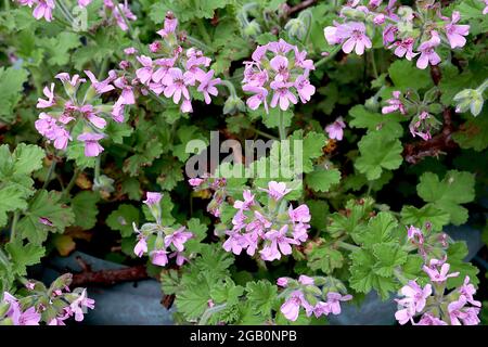 Pelargonium capitatum ‘Attar of Roses’ profumato geranio Attar of Roses – fiori rosa pallidi e foglie di lobato palmo profumato di rosa, giugno, Inghilterra, Regno Unito Foto Stock