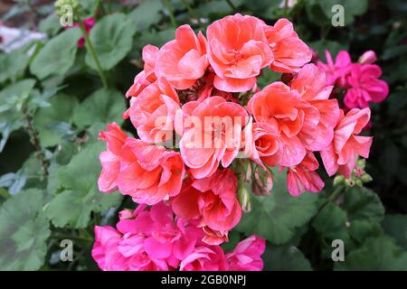 Pelargonium x hortorum zonal geranium - grappoli di fiori rosa e arancio di salmone, foglie rotonde con debole marcatura nera a ferro di cavallo, giugno, Inghilterra, Regno Unito Foto Stock