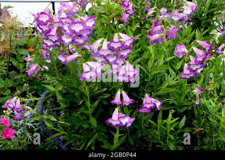 Penstemon ‘Pensham Czar’ beardtongue Czar – Pancelle verticali di fiori tubolari viola e gola bianca, giugno, Inghilterra, Regno Unito Foto Stock