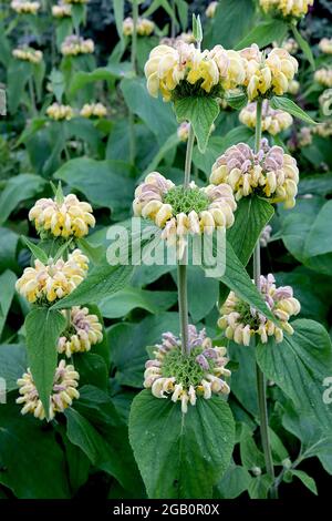 Phlomis russeliana salvia turca - orli di fiori giallo pallido con cappuccio e grandi foglie ondulate di metà verde, giugno, Inghilterra, Regno Unito Foto Stock