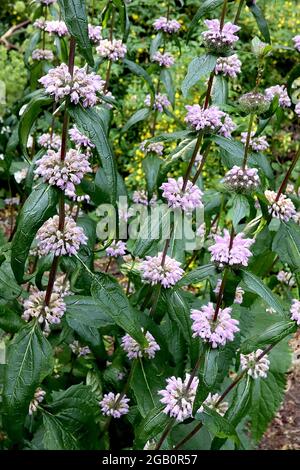 Phlomis tuberosa ‘Amazzone’ Mullein di foglie di salvia Amazzone - orli di fiori di lavanda con cappuccio e foglie lunghe incurvate, giugno, Inghilterra, Regno Unito Foto Stock