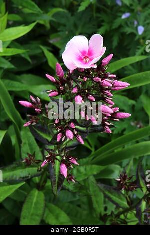 Phlox paniculata ‘occhi brillanti flox perenni occhi brillanti – fiori rosa pallido con centro rosa intenso, boccioli di fiori, giugno, Inghilterra, Regno Unito Foto Stock