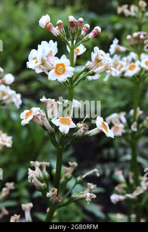 Primula japonica ‘Alba’ Primula japonica Alba – orli di fiori bianchi a forma di salvasa con centro arancione, giugno, Inghilterra, Regno Unito Foto Stock