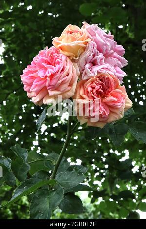 Rosa Alchemist ‘(rosa arrampicata) rosa Alchemist – grappoli di pesca doppia, fiori rosa e gialli, giugno, Inghilterra, Regno Unito Foto Stock