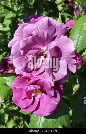 Rosa ‘Blu per te’ (Rosa Floribunda) Blu rosa per te – fiori semi-doppi viola malva con striature bianche occasionali, giugno, Inghilterra, Regno Unito Foto Stock