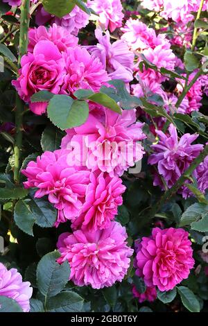 Rosa ‘cariad’ (arbusto rosa) rosa cariad – rosa pallido semi-doppio fiori, giugno, Inghilterra, Regno Unito Foto Stock